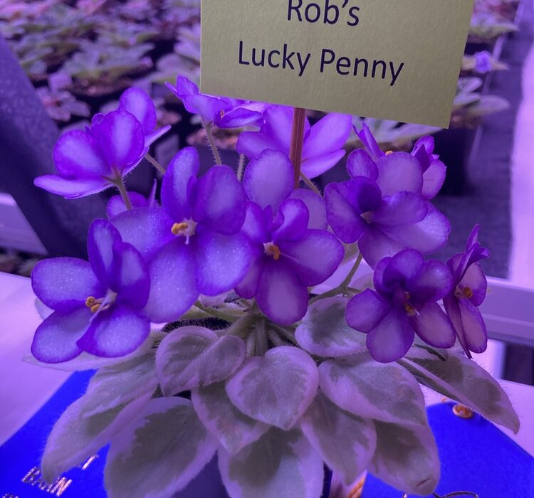 Lucky Penny