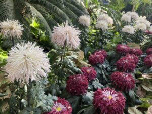 Chrysanthemums