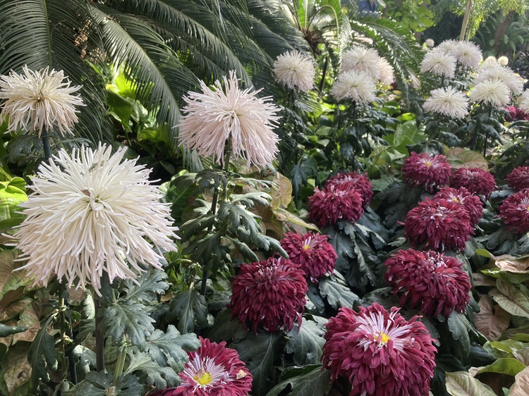 Chrysanthemums