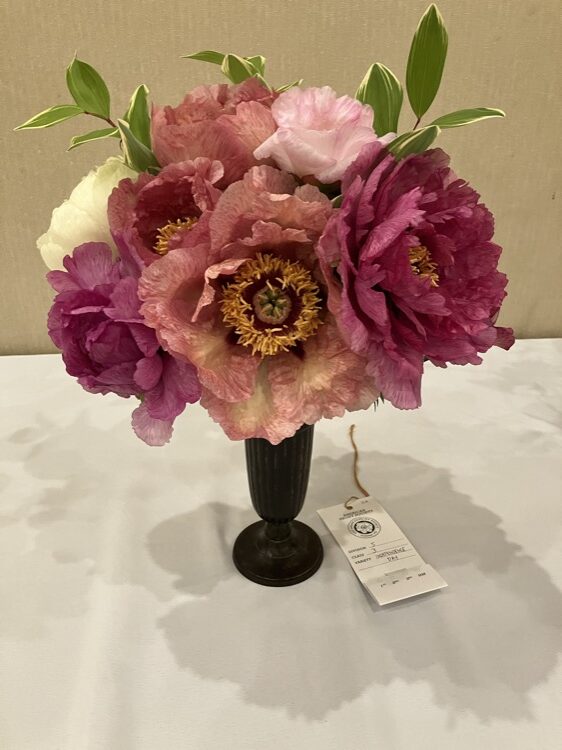 Spectacular Peony blooms