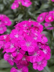 Just a flower